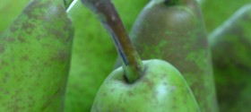 Dehydrated Food Article